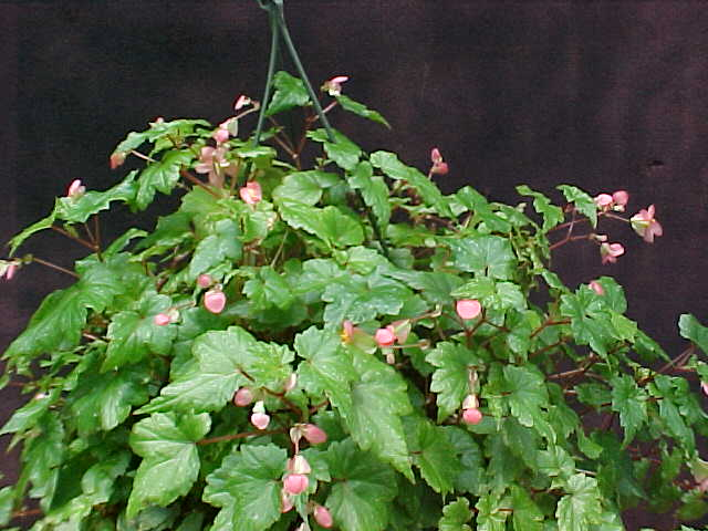 B. ‘Airy Fairy’
